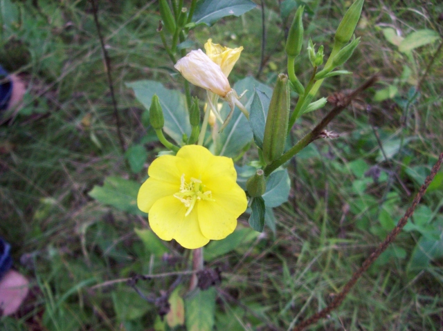 Oenothera biennis (common evening primrose) bloom